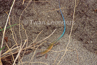 : Cnemidophorus deppii