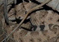 : Crotalus cerastes cercobombus; Sonoran Sidewinder