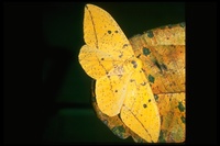 : Eacles imperialis; Imperial Moth