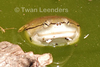 : Phrynops hilarii