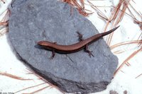 : Scincella lateralis; Little Brown Skink