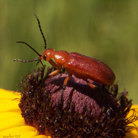 : Nemognatha sp.; Orange Blister Beetle;