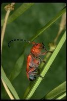 : Tetraopes basalis; Milkweed Longhorn Beetle