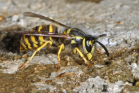 : Vespula vulgaris; Yellow Jacket