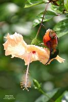 Purple-throated Sunbird (male) Scietific name - Nectarinia sperata