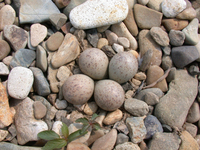 흰목물떼새 Charadrius placidus | long-billed ringed plover