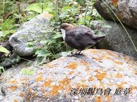 Cinclus cinclus White-throated Dipper 河烏 999-687