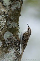 trekryper / treecreeper (Certhia familiaris)