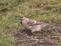 Snösiska, Arctic Redpoll (Carduelis hornemanni)