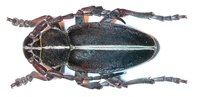 Dorcadion arenarium arenarium