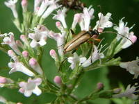Pidonia lurida var. suturalis