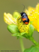 Cryptocephalus moraei var. bivittatus