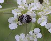 Anthrenus munroi