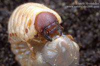 Oryctes nasicornis - European Rhinoceros Beetle