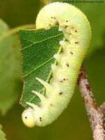 Cimbex femoratus
