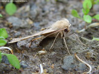 Odontopera bidentata - Scalloped Hazel