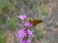 Hesperia leonardus montana - Leonard's Skipper