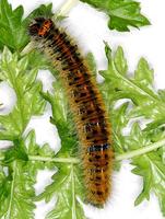 Lasiocampa trifolii - Grass Eggar