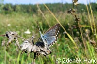 Polyommatus daphnis - Meleager's Blue