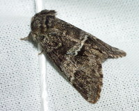 Drymonia dodonaea - Marbled Brown