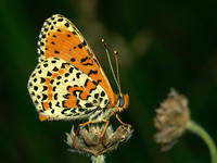 Melitaea didyma - Spotted Fritillary