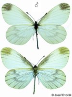 Leptidea morsei - Fenton's Wood White