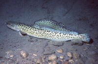 Lota lota, Burbot: fisheries, aquaculture, gamefish, aquarium