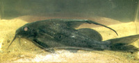 Synodontis comoensis, :