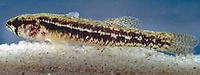 Etheostoma parvipinne, Goldstripe darter: