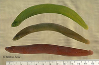 Apodichthys fucorum, Rockweed gunnel: