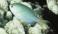 Chromis lineata, Lined chromis: aquarium