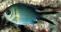 Chromis xanthochira, Yellow-axil chromis: