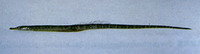 Microphis leiaspis, Barhead pipefish: