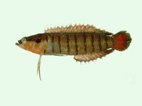 Belonepterygion fasciolatum, :