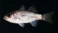 Coranthus polyacanthus, : fisheries