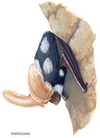 Image of: Euderma maculatum (spotted bat)