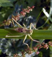 Tettigonia cantans