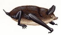 Image of: Mystacina robusta (New Zealand greater short-tailed bat)