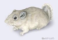 Image of: Pectinator spekei (Speke's pectinator)
