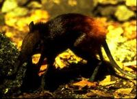 Image of: Rhynchocyon chrysopygus (golden-rumped elephant-shrew)