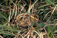 Calidris ptilocnemis - Rock Sandpiper