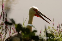 Ciconia maguari - Maguari Stork