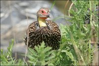 Francolinus leucoscepus - Yellow-necked Spurfowl