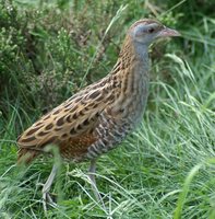 Crex crex - Corncrake