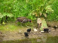 Gallinula chloropus - Common Moorhen