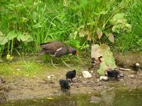 Gallinula chloropus - Common Moorhen