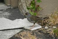 Junco vulcani - Volcano Junco