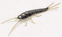 Image of: Lepisma saccharina (bristletail)