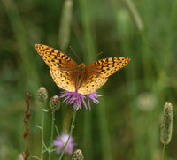 Image of: Speyeria cybele