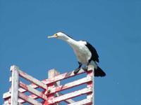 Phalacrocorax varius - Pied Cormorant